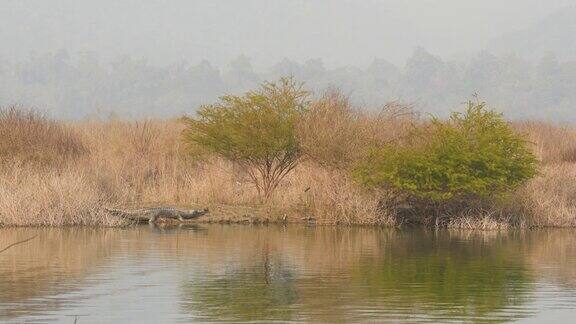 印度北阿坎德邦jimcorbett国家公园或森林保护区的迪卡拉区ramganga河附近的冬季在自然风景背景下的Gharial或Gavialisgangeticus的广角拍摄