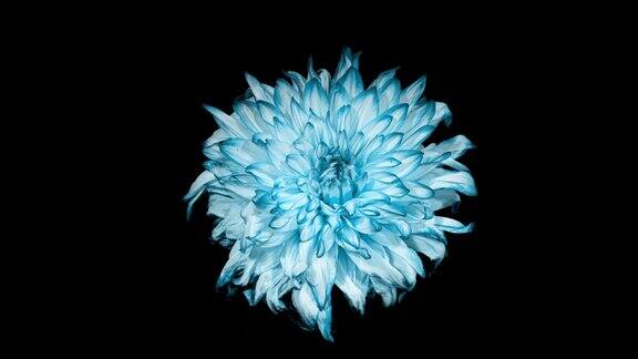 蓝白色大丽花在黑色背景上的时间推移中开放浅蓝色植物开花、萎蔫快