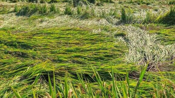 成熟的米被大风刮倒了