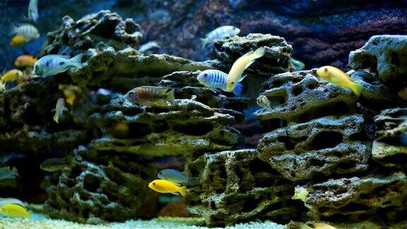 水族馆环境中的珊瑚礁鱼类
