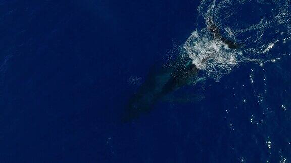 鸟瞰座头鲸突破时与母亲和幼崽游泳在深蓝色的海洋