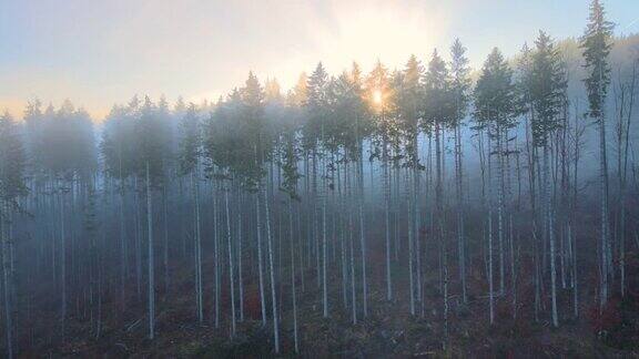 日出透过雾蒙蒙森林发出耀眼的光芒