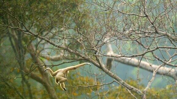 白色长臂猿在树林中跳跃慢镜头