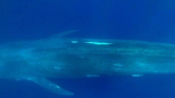 慢镜头特写蓝鲸在早晨的阳光下在蓝色的水中慢慢游泳大蓝鲸-须鲸目水下拍摄高角度拍摄印度洋斯里兰卡