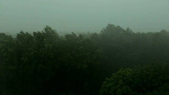 大雨和大风使树木摇晃飓风