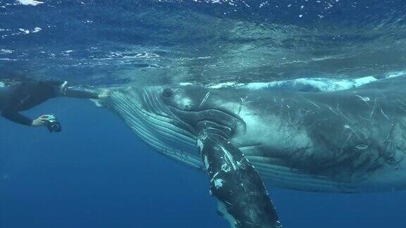潜水员和鲸鱼幼崽在太平洋水下