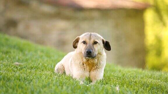 流浪狗坐在草地上然后走向摄像机慈善帮助无家可归的宠物