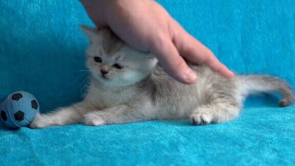 手抚摸可爱的小猫躺在蓝色的床上在晨光