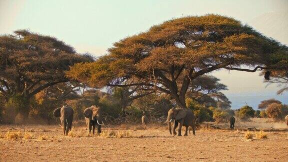 肯尼亚安博塞利国家公园经过一天漫长的旅行后一群雄伟的大象在金色的大草原上的一棵金合欢树下休息