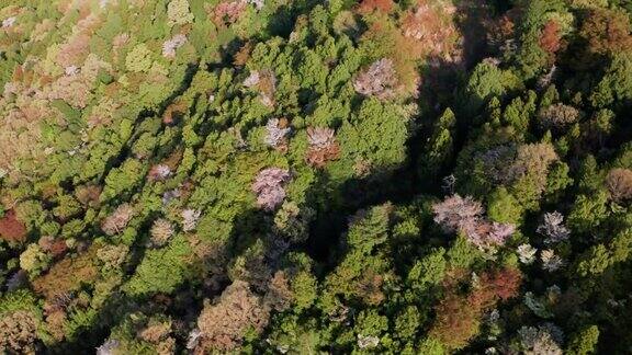 野黑樱桃