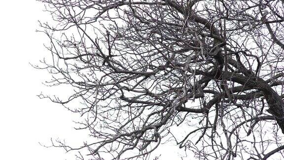 光秃秃的树枝映衬着雾蒙蒙的天空