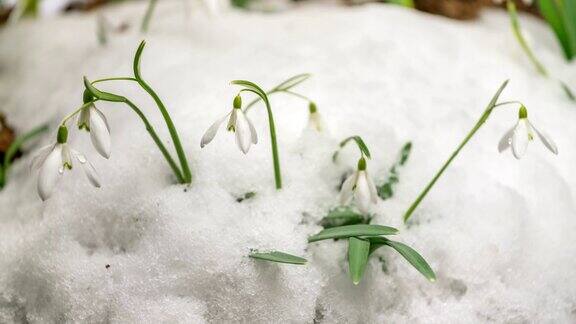 速溶的雪和盛开的雪花莲在春天时光流逝