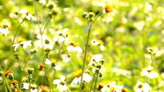 草、花、蜂在田里
