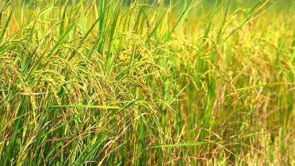 有机农业中的稻田在农民的农田里