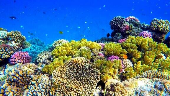 珊瑚礁上的海洋生物和许多热带鱼红海