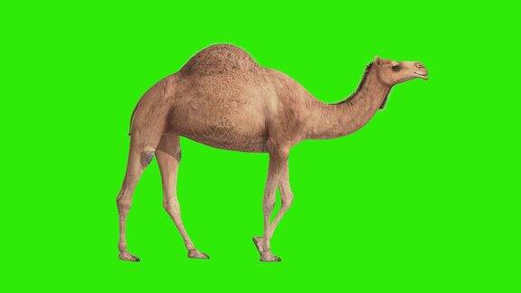 CG骆驼循环行走在绿色屏幕上