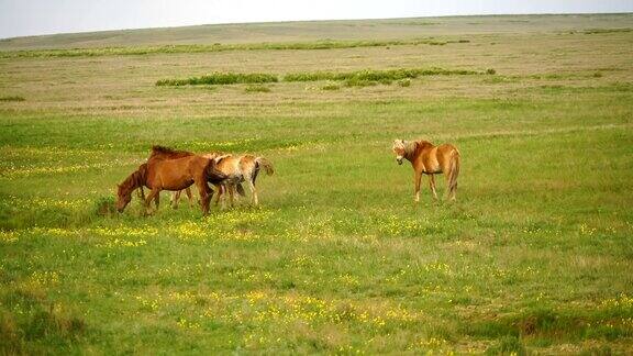 小马驹在草地上吃草