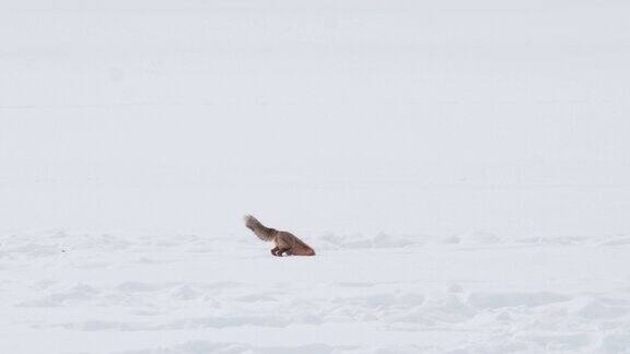 高帧率的剪辑一只红狐跳跃和潜入黄石公园的雪中