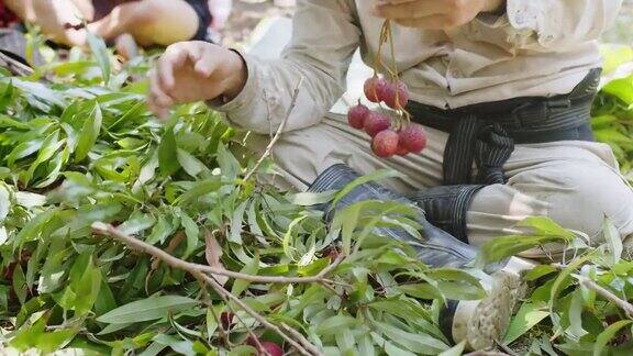 农民工人采摘成堆的美味的热带水果成熟的新鲜荔枝水果在花园种植园在泰国