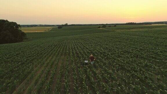 无人机视点好玩的农民和儿子在农村的玉米地里奔跑慢镜头
