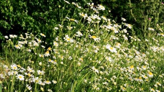 夏天草地上的洋甘菊花