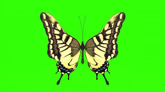 奇异的蝴蝶绿屏3d渲染动画