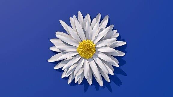 蓝色背景上的白花抽象动画3d渲染