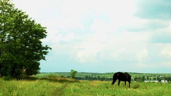 马在树旁的夏季田野上吃草