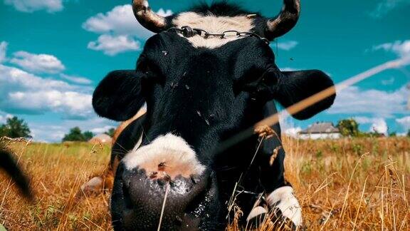 黑牛和白牛躺在草地上嚼草慢动作