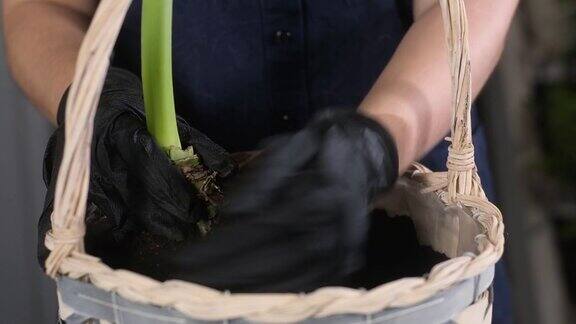 花店花匠在手套里把风信子的根埋在地下的篮子里