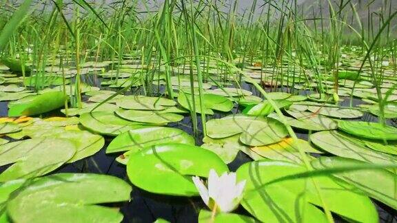 沼泽充满了芦苇和睡莲