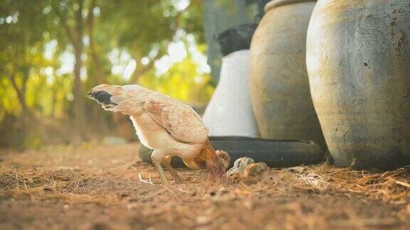 晚上一只母鸡和小鸡在农场里吃东西