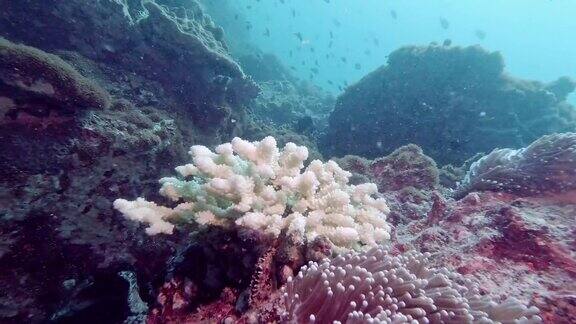 珊瑚白化是气候变化对水下环境的影响