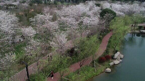 湖南省长沙市玉湖公园美丽的樱花航拍