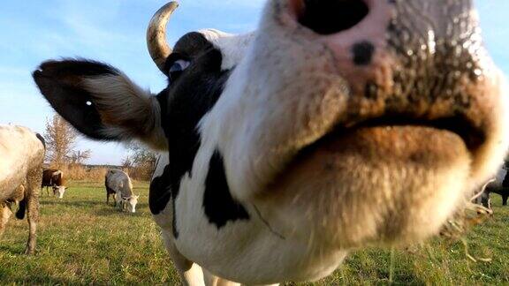 好奇的奶牛看着摄像机嗅着它可爱友好的动物在草地上吃草表现出好奇心牛在牧场农业慢镜头