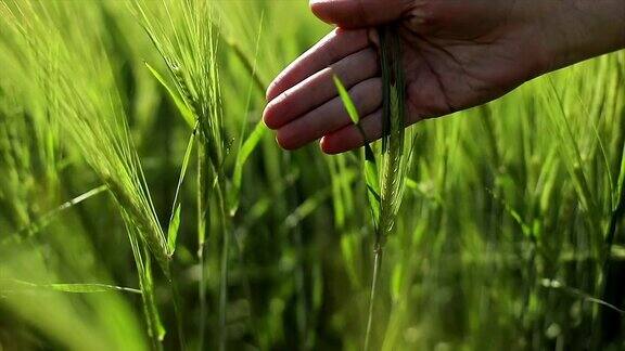 一个女人的手用爱抚摸着绿色的麦穗