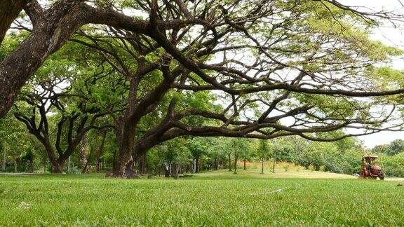 大树在公共公园的树枝