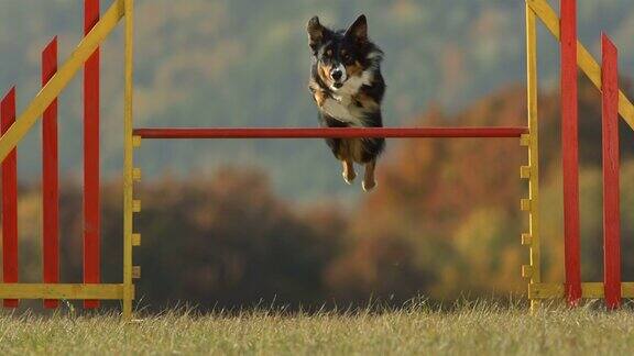 高清超级慢动作:狗跳过栏