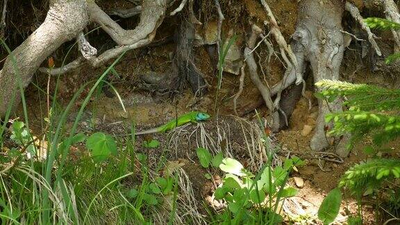 一只蓝头的绿色蜥蜴在树根下的草地上爬行