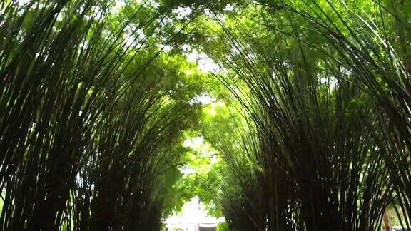 热带森林中的竹树