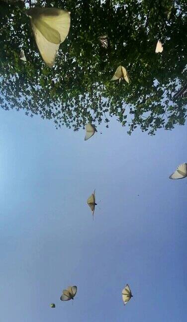 蝴蝶自然动物背景景观天空蝴蝶-昆虫自由飞行动物迁徙动物