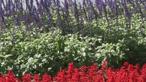 盛开的蓝色紫色鼠尾草粉菊鼠尾草和红色丹参猩红热带花卉田野花园园艺