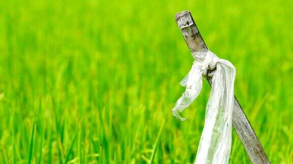 风缓缓地吹着塑料袋上的干竹竿去稻田里追鸟稻草人泰国的稻田和稻田种植园里的稻田亚洲的有机农场农业