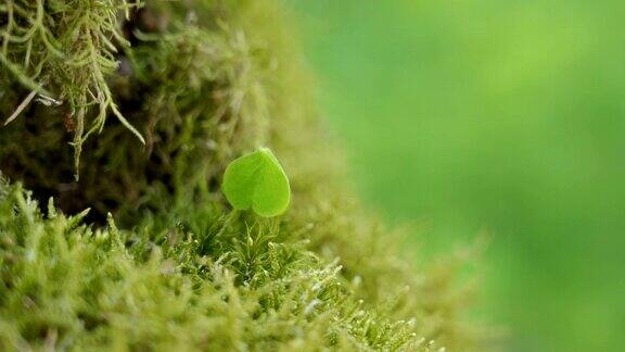 一种绿色的小酢浆草在森林的地面上