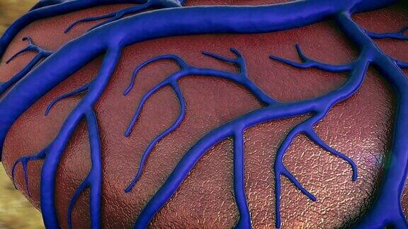 人体器官上的毛细血管