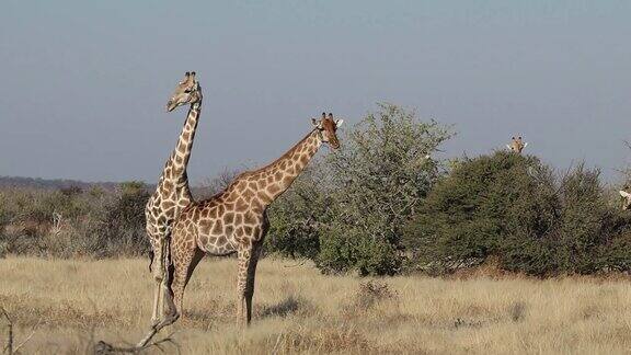 在自然栖息地的长颈鹿