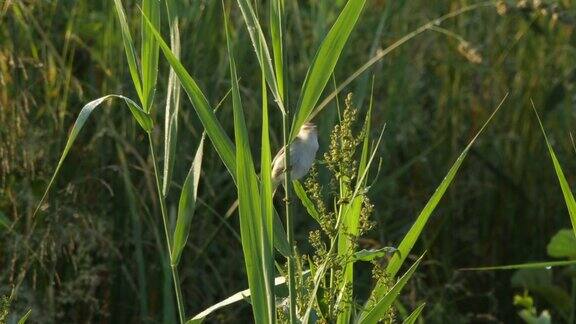 莎草柳莺(Acrocephalusschoenobaenus)在6月歌唱白俄罗斯