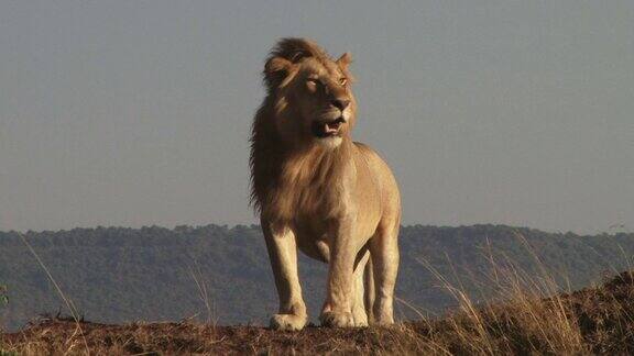一只大雄狮从高处俯瞰着它的领地