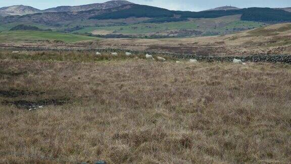 苏格兰偏远乡村的绵羊和羊羔