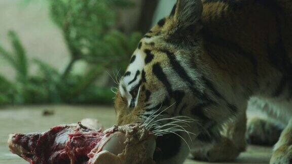 一只老虎吃